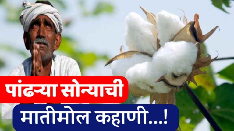 cotton farming in India